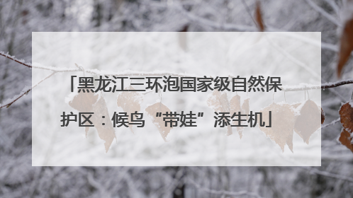 黑龙江三环泡国家级自然保护区：候鸟“带娃”添生机